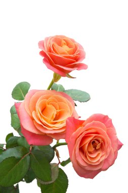 Bir demet pembe gül 