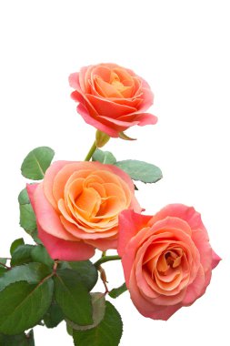 Bunch of pink roses  clipart