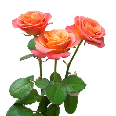 Bir demet pembe gül 