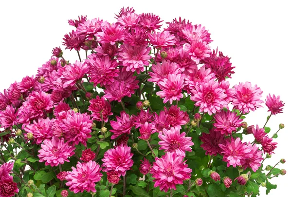 Strauß rosafarbener Chrysanthemen — Stockfoto