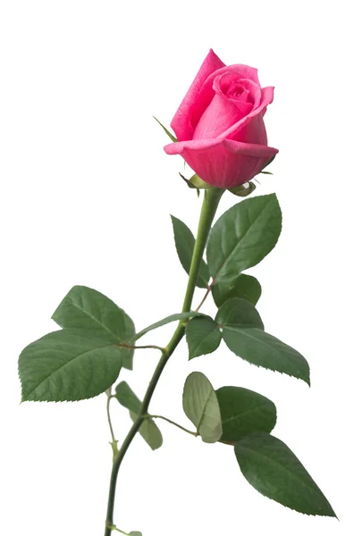 Rosa ros isolerad — Stockfoto