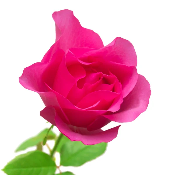 Rosa Rose isoliert — Stockfoto