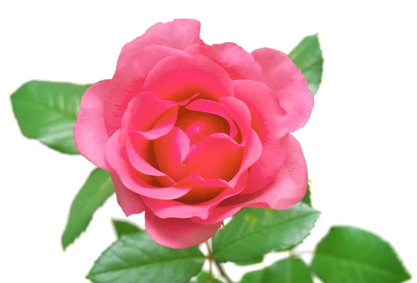 Rózsaszín rózsa izolált — Stock Fotó