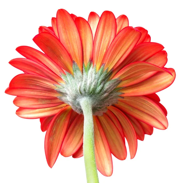 Röd gerbera isolerade — Stockfoto