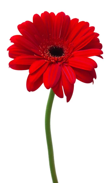 Rode gerbera geïsoleerd — Stockfoto