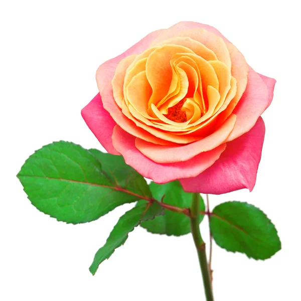 Hermosa rosa aislada — Foto de Stock