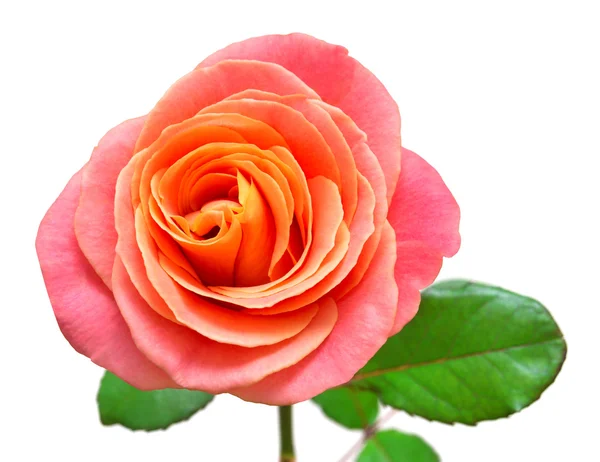 Schöne Rose isoliert — Stockfoto