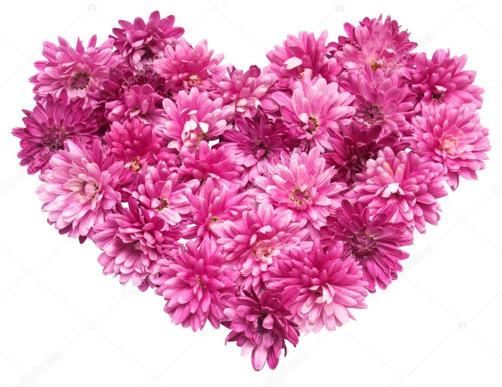 Pink heart from chrysanthemum flowers