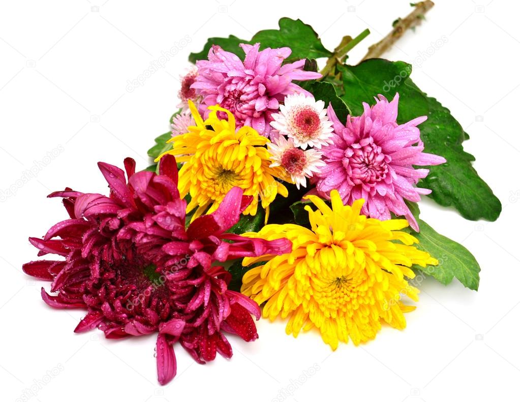 Beautiful bouquet of chrysanthemums 