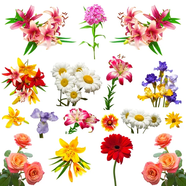 Verzameling van mooie kleurrijke bloemen — Stockfoto