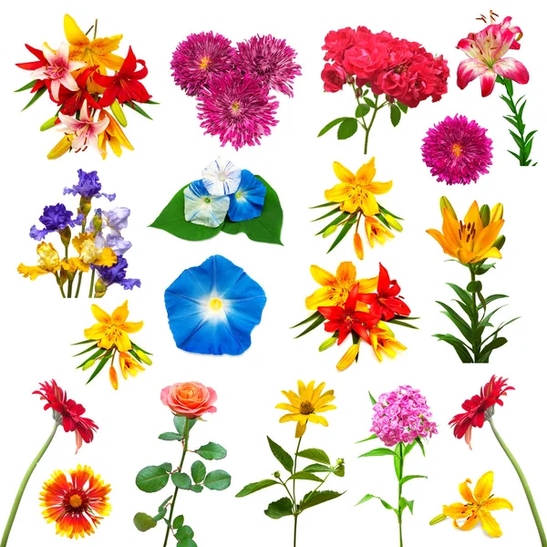 Verzameling van mooie kleurrijke bloemen — Stockfoto