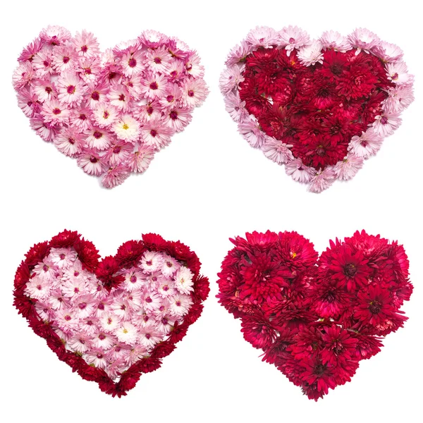 Colección de corazones de flores de crisantemos —  Fotos de Stock