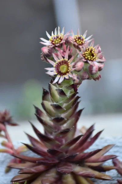 Regularmente Hojas Dispuestas Circularmente Con Pequeñas Flores Brotes Parte Superior — Foto de Stock