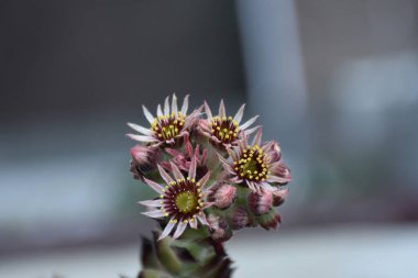 Çiçekler ve tomurcuklar Tavuklar ve Piliçler en üste