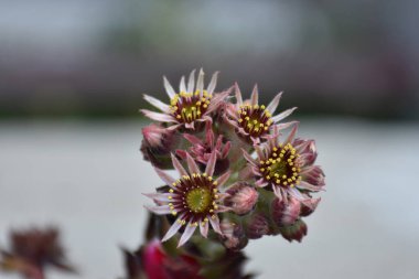Çiçek açan tavuklar ve piliçler, küçük beyaz pembe taç yaprakları ve küçük anterleriyle yakın plan dikerler.