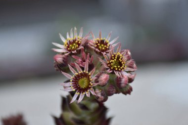 Çiçekler ve tomurcuklar Tavuklar ve Piliçler