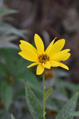Kudüs enginarı. Yaprakları ve bulanık arkaplanı olan sarı çiçek