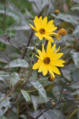 Güzel sarı renkli Kudüs enginar çiçekleri.