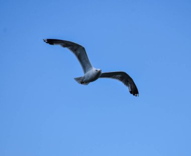 Elegant white seagull in flight against a bright blue sky background, symbolizing freedom, tranquility, and the beauty of open space