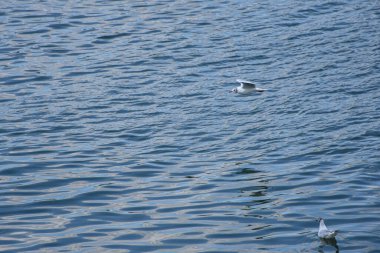 Peaceful daylight atmosphere with a seagull gliding over calm Danube water, delicate reflections, and soft ripples on the surface.