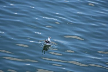 Gentle pattern of Danube water reflecting light beneath a seagull, capturing beauty, simplicity, and peaceful natural movement.