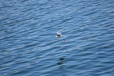 Elegant seagull gracefully flying above the Danube river, soft light reflecting on the water surface, creating a gentle pattern.