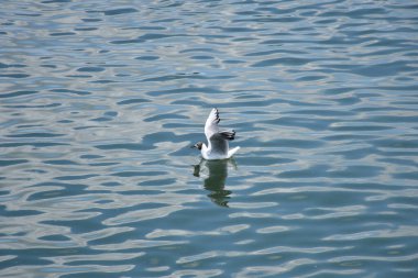 Beautiful natural scene of a gracefully seagull on the Danube river with gentle water texture and shimmering light.