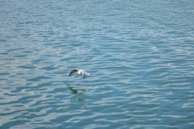 Seagull captured in flight above calm river surface, sunlight creating delicate patterns and a serene peaceful atmosphere in daylight.