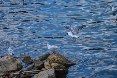 Tranquil Danube river water with elegant seagull gliding above soft reflections, creating a calm and minimalistic nature scene.