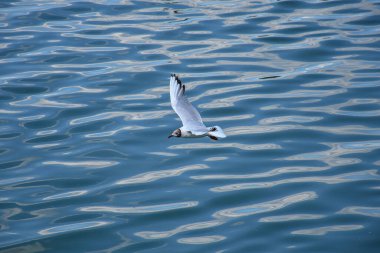 River water creates a tranquil pattern as a single seagull flies low, matching the reflective blue tones of the sky.