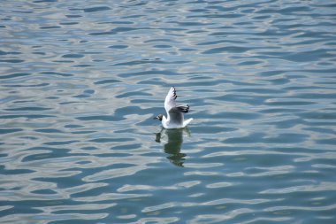 The stillness of the water contrasts beautifully with a single bird , evoking freshness and freedom.