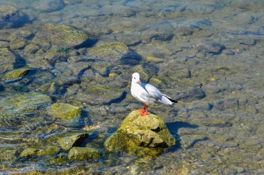 Barışçıl bir martı, sığ, berrak sulardaki yosunlu bir kayanın üzerinde duruyor. Güneş ışığıyla aydınlatılıyor. Özgürlüğü, dengeyi ve huzuru temsil ediyor..