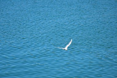 Sakin Tuna sularının üzerinde alçaktan uçan beyaz bir martının huzurlu anı, doğayla uyum ve özgürlüğü simgeliyor..