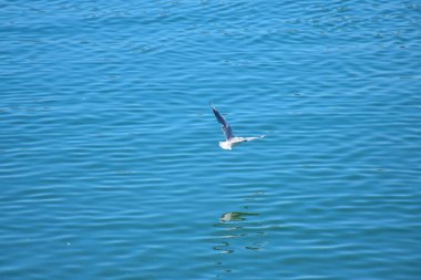 A white seagull flies low above the Danube River, its reflection shimmering on calm blue water under soft daylight.