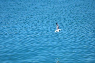 Tuna sularının üzerinde süzülen zarif martı, güneş ışığı gibi genişleyen kanatlar huzurlu mavi tonlarda dalgalanan yansımaları vurgular..