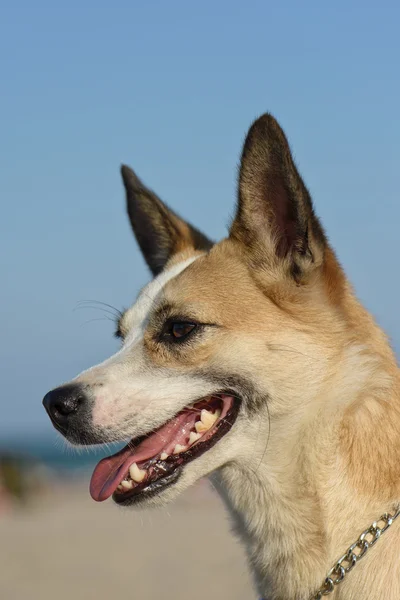 Retrato de belo cão à beira-mar — Fotografia de Stock