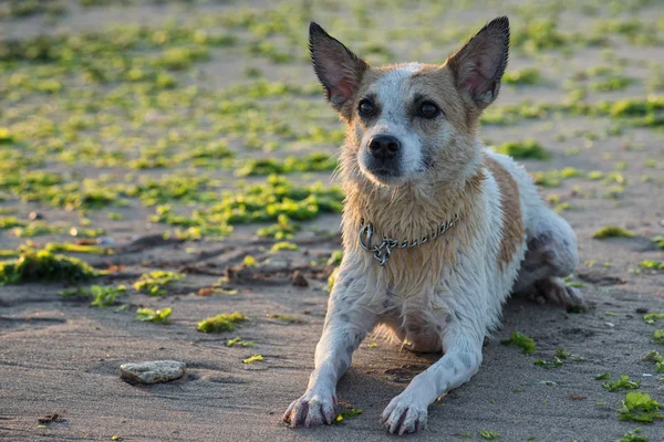 Portrait of beautiful dog on the seaside — Stock Photo, Image