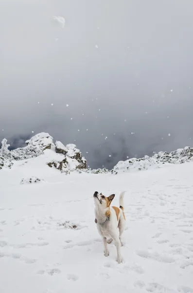 雪玉を追いかける犬 — ストック写真