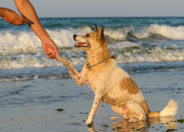 shaking the paw