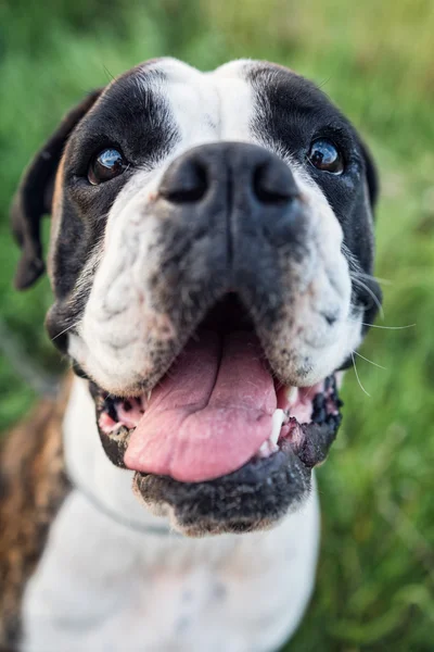 Lindo adulto boxer cão — Fotografia de Stock