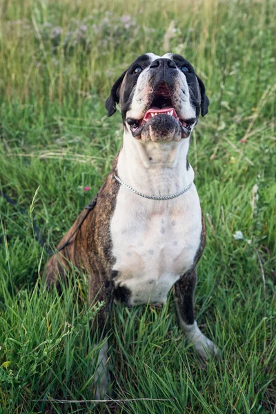 Beautiful adult boxer dog — Stock Photo, Image