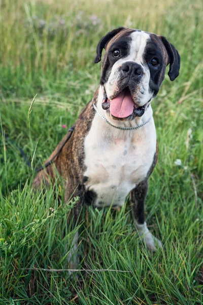 Lindo adulto boxer cão — Fotografia de Stock