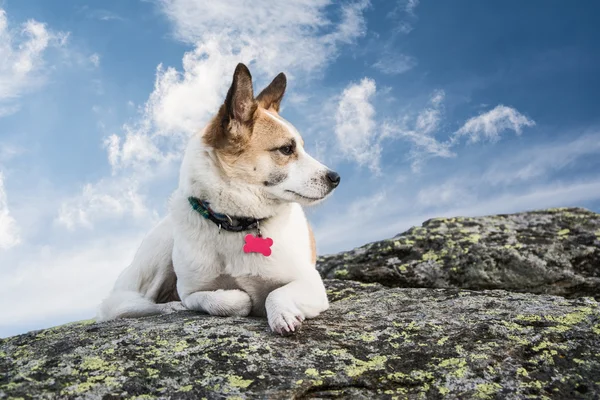 Hond op een rots — Stockfoto