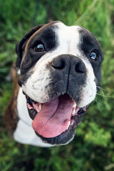 Portrait of beautiful adult boxer dog — Stock Photo, Image