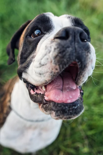Portrait of beautiful adult boxer dog — Stock Photo, Image