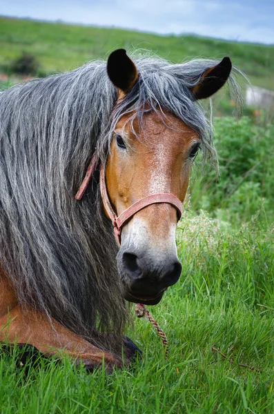 Beautiful gray hair horse — Stock Photo, Image
