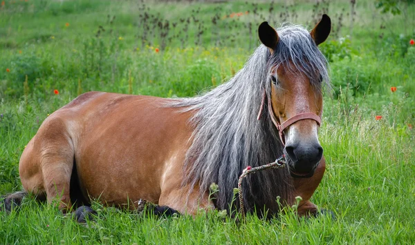 Beautiful gray hair horse laying in the grass — Stock Photo, Image