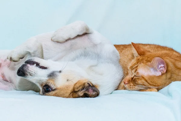 Close up shot of cat and dog on a sofa — 图库照片