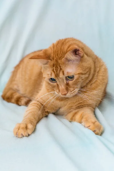 Gros plan portrait de chat orange sur un canapé — Photo