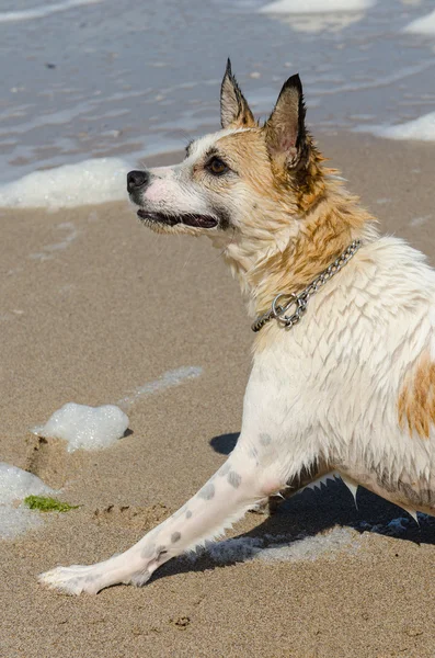 Close up portrait of dog on a beach — Stock Photo, Image